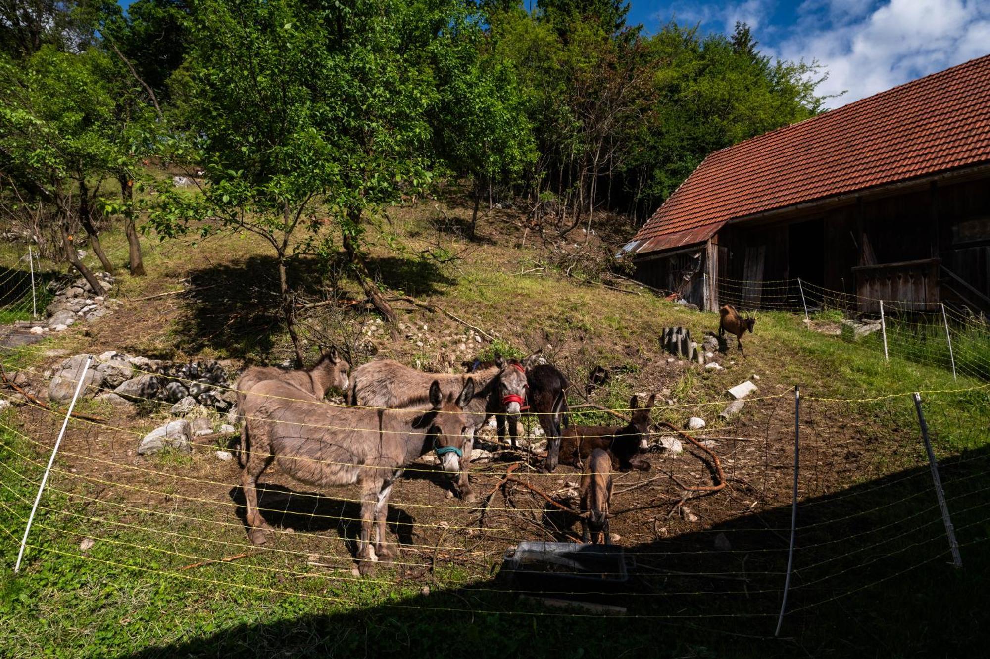 Turisticna Kmetija Grabnar Villa Блед Екстериор снимка
